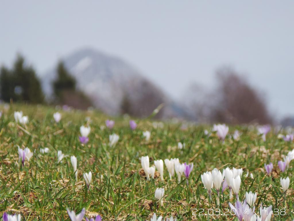 Haus Wiesenruh - Amazing Views & Setting Seefeld in Tirol Bagian luar foto